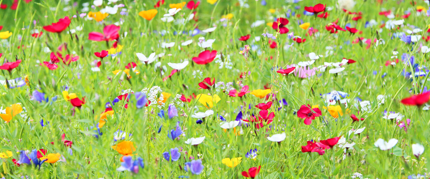 Blumenwiese