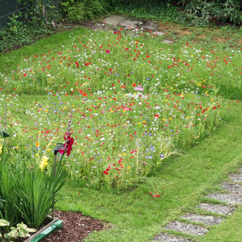 Blumenwiese im Garten