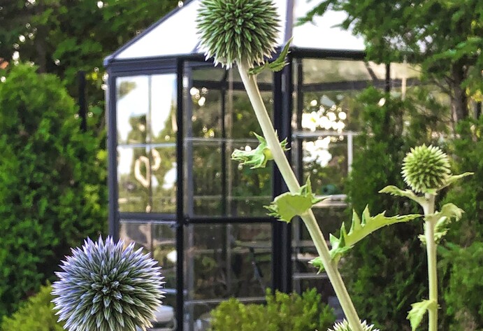 Glashaus mit Pflanze im Garten