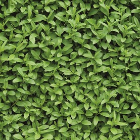 Hecke: Liguster
