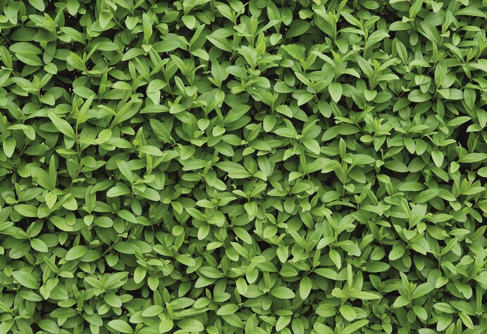 Hecke: Liguster