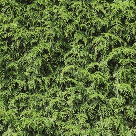 Hecke: Lebensbaum