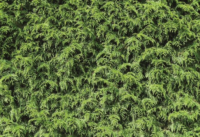 Hecke: Lebensbaum