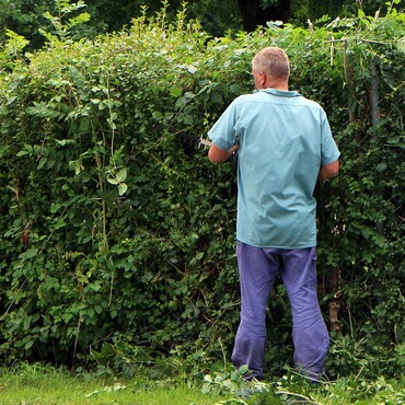 Mann schneidet Hecke