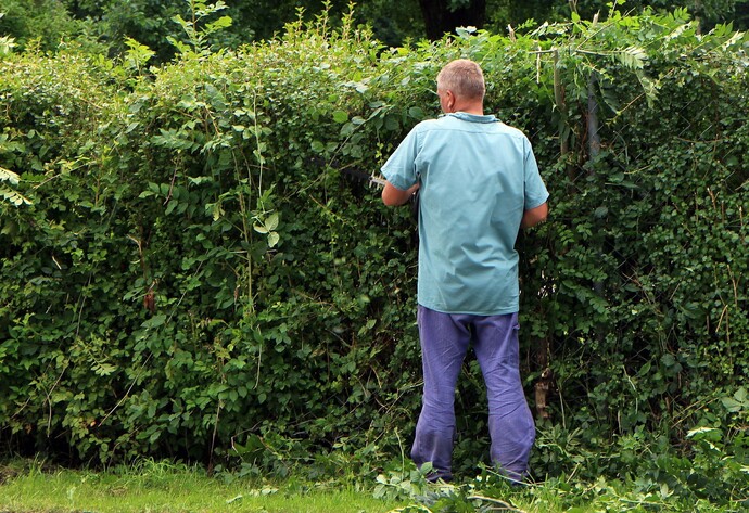 Mann schneidet Hecke