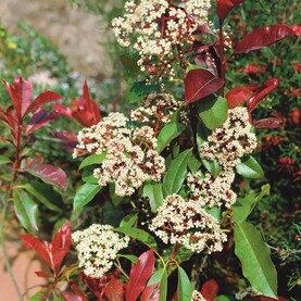 Hecke: Glanzmispel
