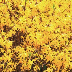 Hecke: Forsythie