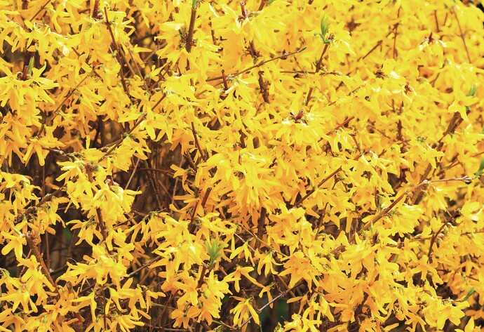 Hecke: Forsythie