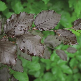 Hecke: Blutbuche