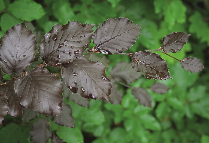 Hecke: Blutbuche