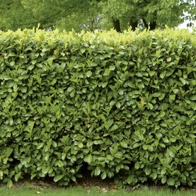 Hecke Kirschlorbeer