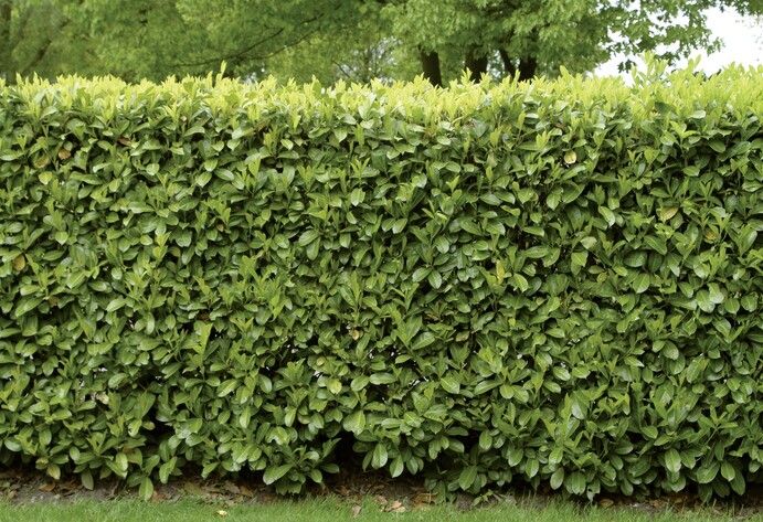 Hecke Kirschlorbeer