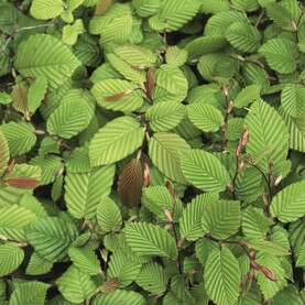 Hecke: Hainbuche