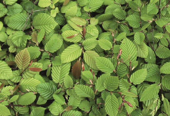 Hecke: Hainbuche
