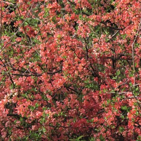Hecke: Zierquitte