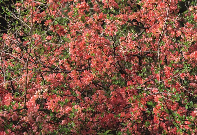 Hecke: Zierquitte