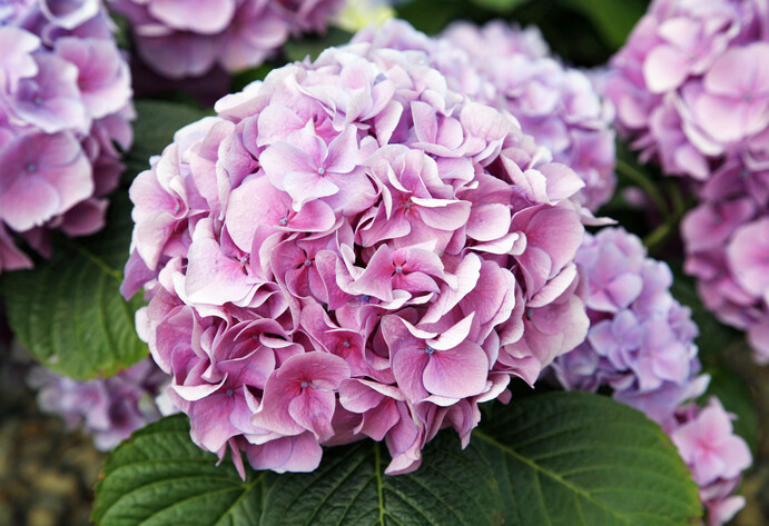 Rosafarbene Blüte einer Bauernhortensie