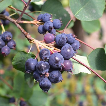 Violettfarbene Früchte der Kupfer-Felsenbirne am Ast