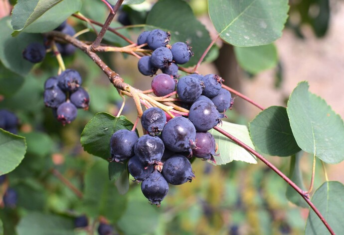 Violettfarbene Früchte der Kupfer-Felsenbirne am Ast