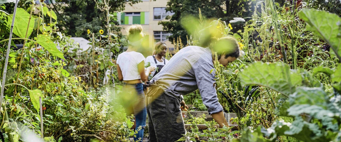 Mensch beugt sich über Hochbeet