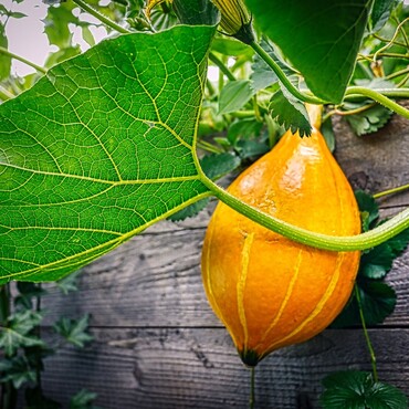 Kleiner orangegelber Kürbis mit grünen Blättern