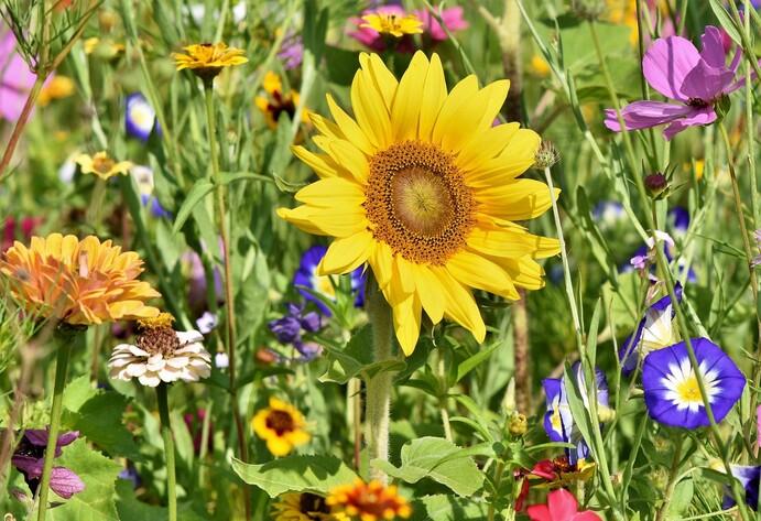 Sonnenblume