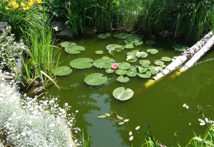 Gartenteich
