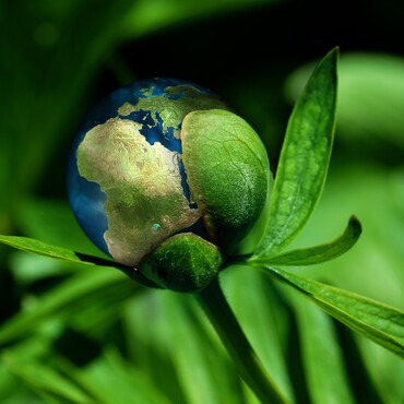 Erde als Blüte