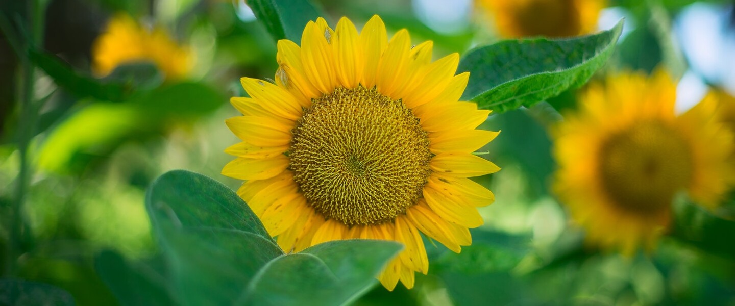 Strahlend gelbe Sonnenblume mit grünen Blättern