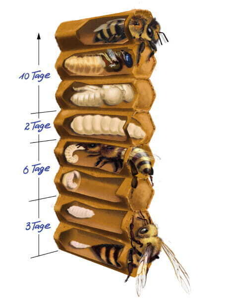 Bienenentwicklung im Bienenstock