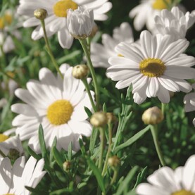 Margeriten