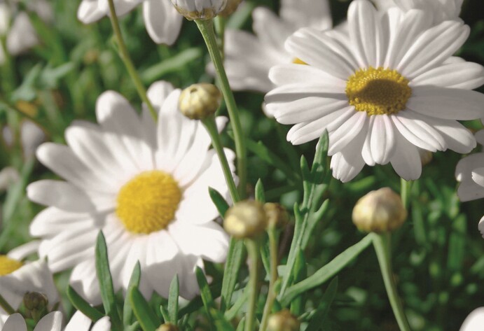 Margeriten