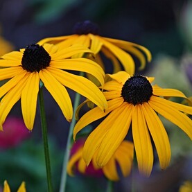 Sonnenhut-Blume mit mehreren Blüten