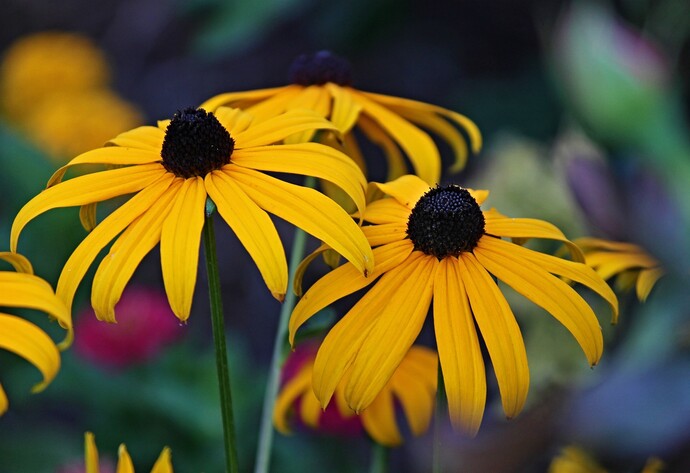Sonnenhut-Blume mit mehreren Blüten