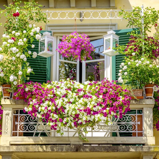 Balkon mit Bepflanzung