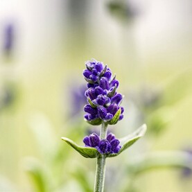 Lavendel