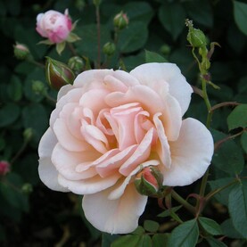 Hellrosafarbene Strauchrose an einem Rosenbusch