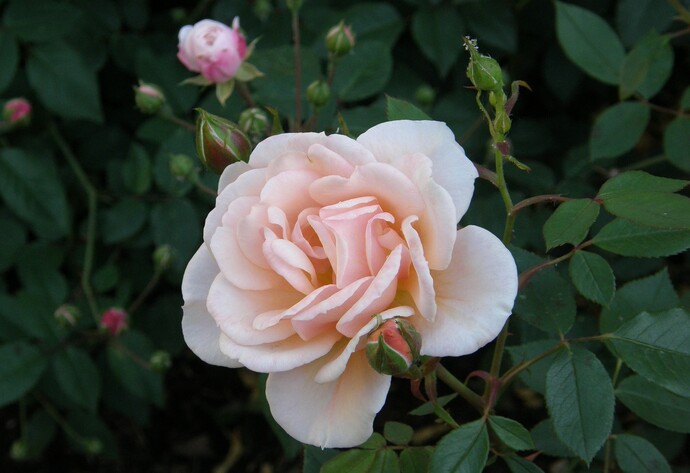 Hellrosafarbene Strauchrose an einem Rosenbusch