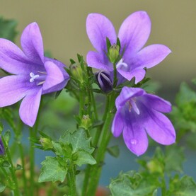 Glockenblume mit drei Blüten