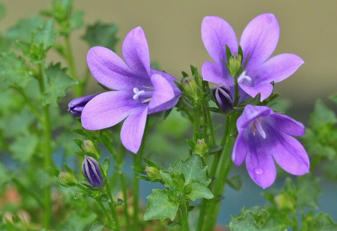 Glockenblume mit drei Blüten