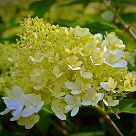 Weiß-gelbe Hortensie