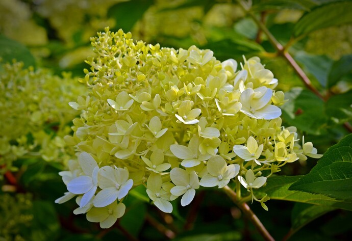 Weiß-gelbe Hortensie