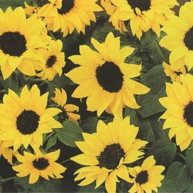 Sonnenblumen