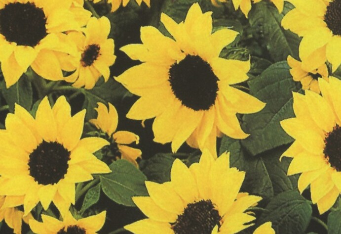 Sonnenblumen
