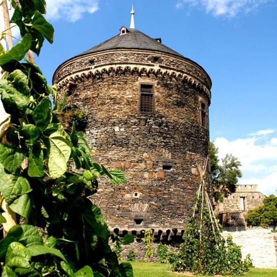 Am Schloss in Andernach wächst Hopfen