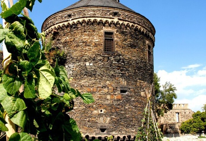 Am Schloss in Andernach wächst Hopfen