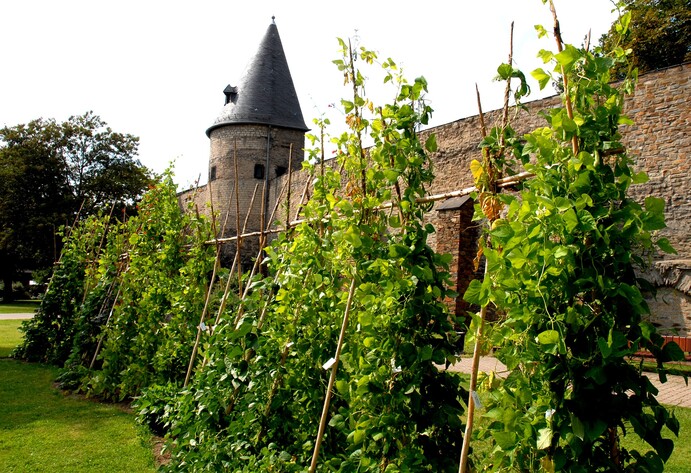 Andernach