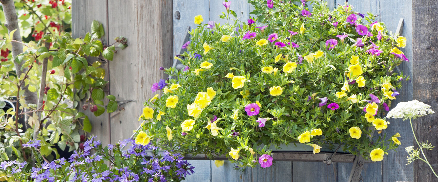 Blumenkasten gelb rosa
