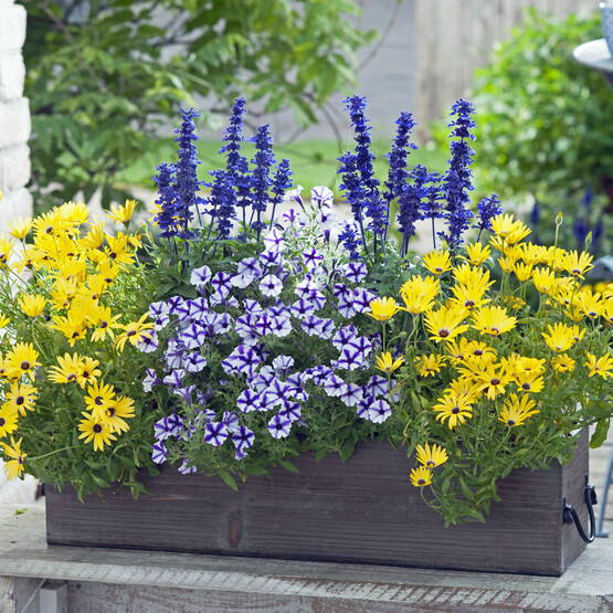 Blumenkasten mit Petunie und Kampmargerite