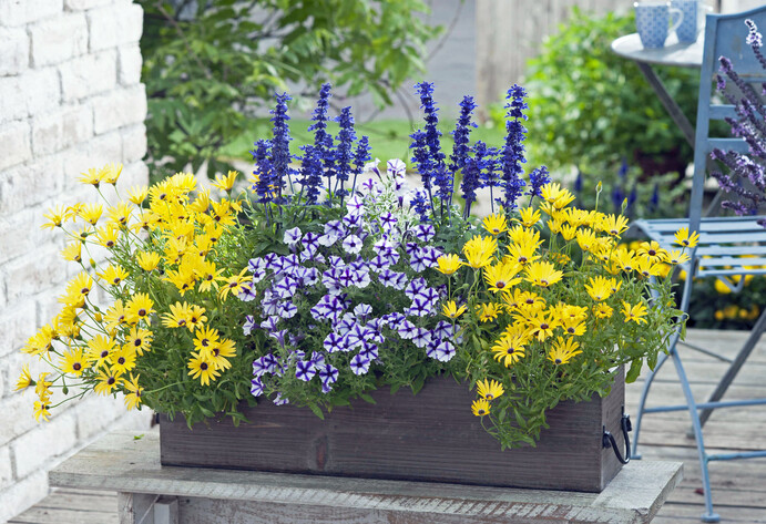 Blumenkasten mit Petunie und Kampmargerite